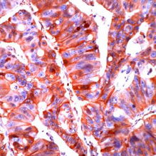 北京康為世紀(jì)生物科技 引領(lǐng)精準(zhǔn)與高效的生命科學(xué)工具